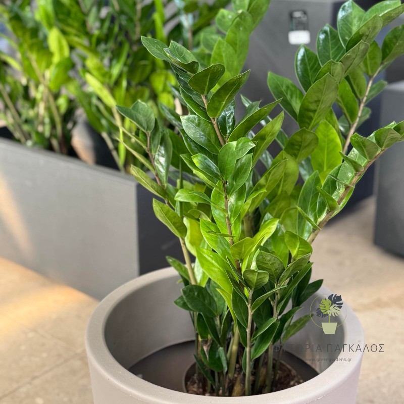 Ζάμια (Zamioculcas zamiifolia)