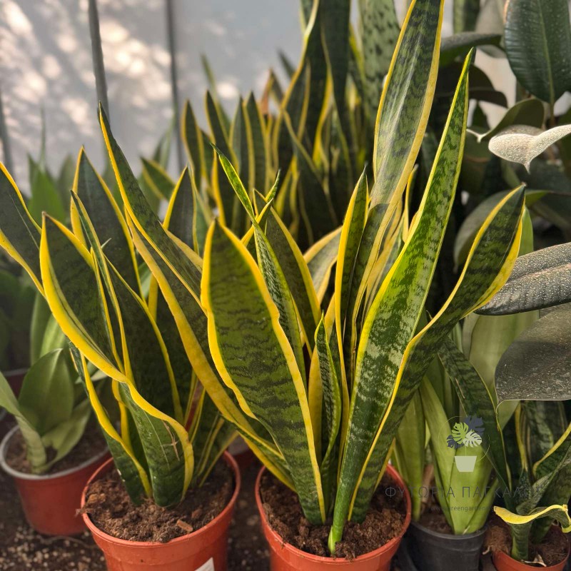 σανσιβερια 1