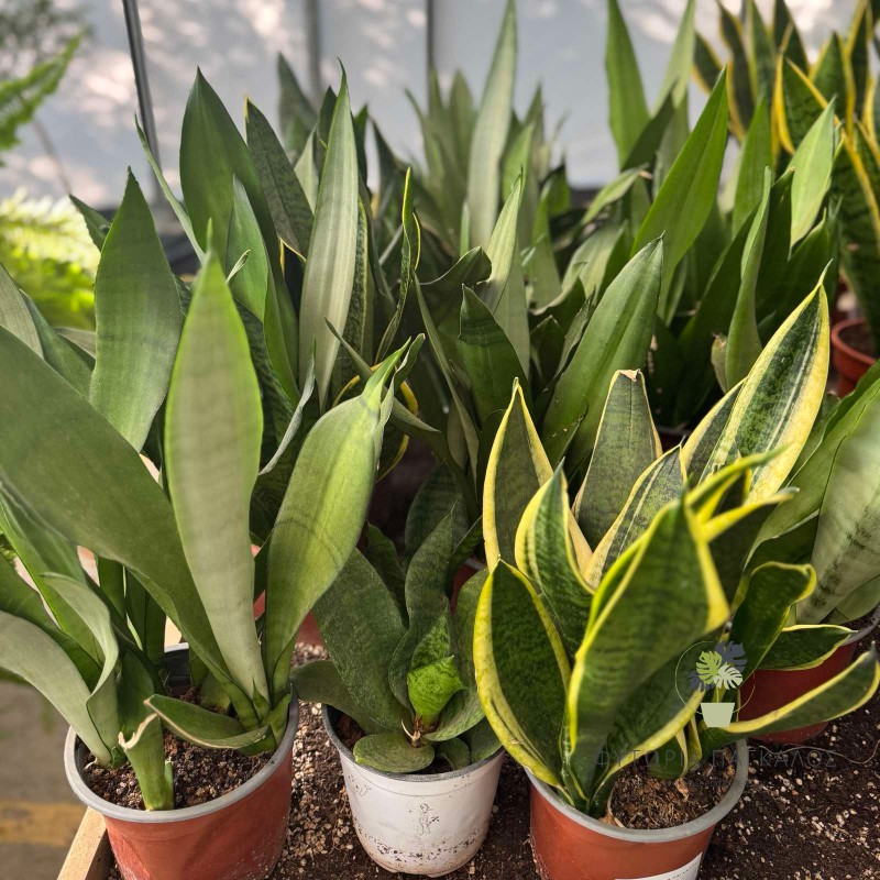 σανσιβερια 2