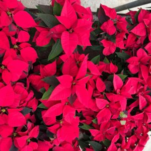 Ποϊνσέτια ή Αλεξανδρινό