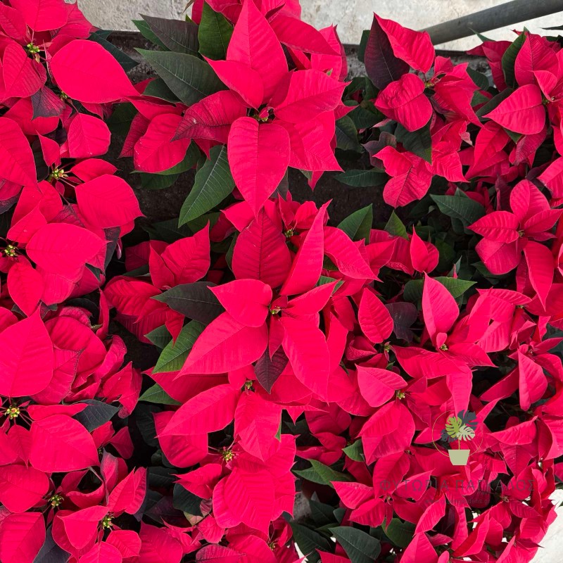 Ποϊνσέτια ή Αλεξανδρινό 1