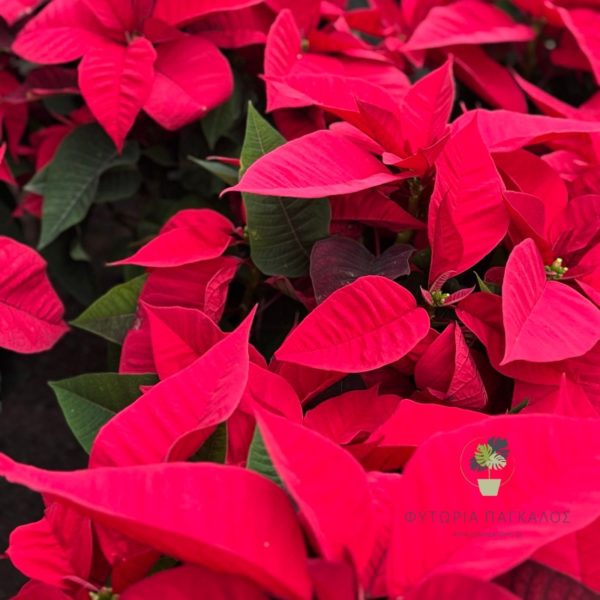 Ποϊνσέτια ή Αλεξανδρινό