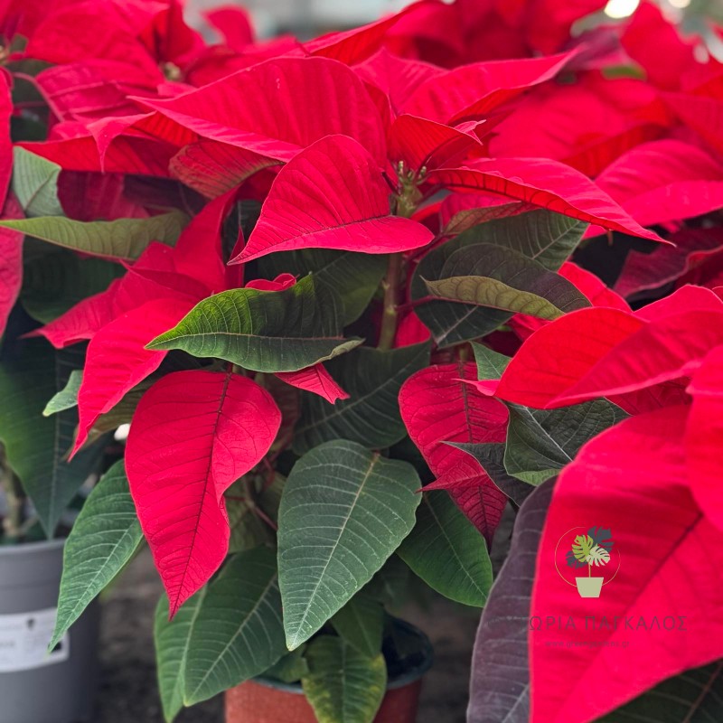 Ποϊνσέτια ή Αλεξανδρινό 3