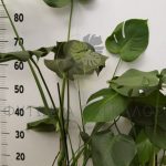 Monstera 3