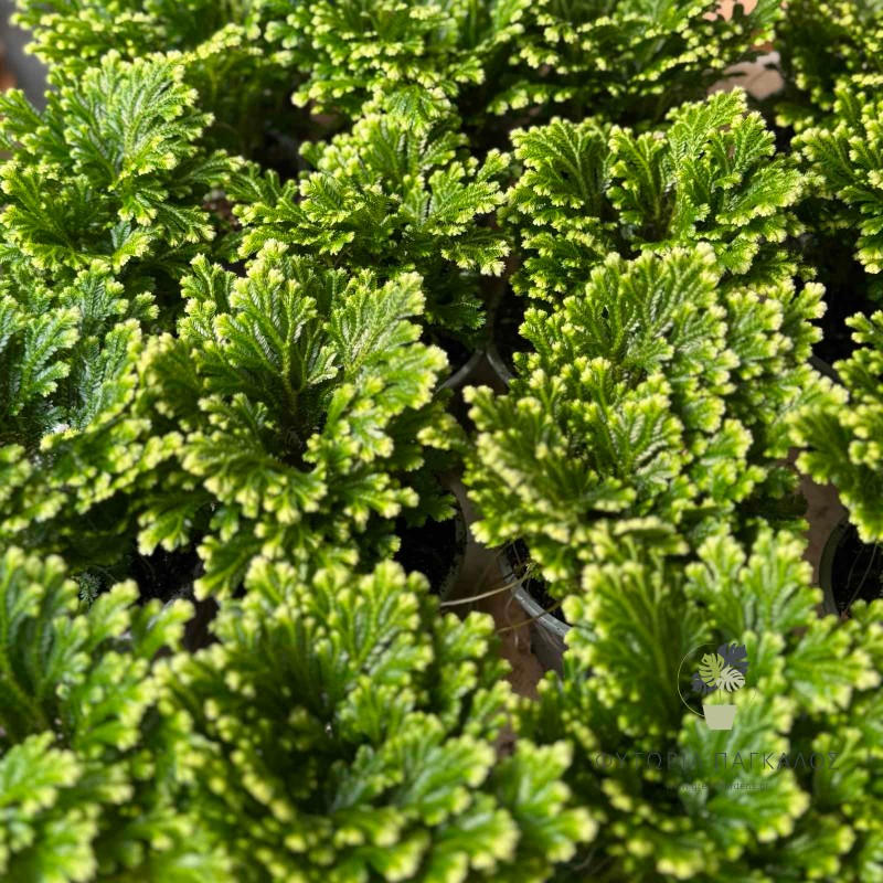 ΣΕΛΑΝΤΣΙΝΕΛΑ 1