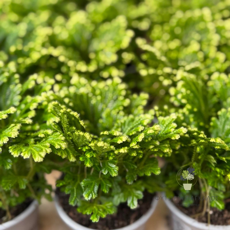 ΣΕΛΑΝΤΣΙΝΕΛΑ 2