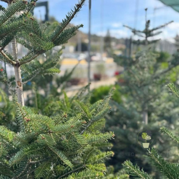 έλατο νορμανδίας abies nordmanniana χριστουγεννιάτικο δέντρο