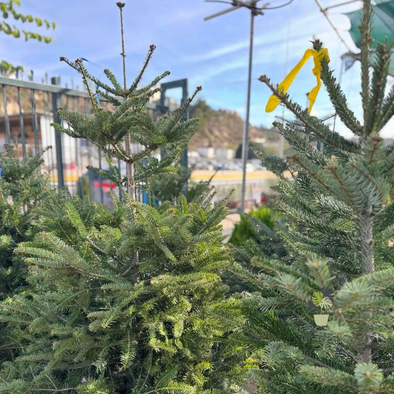 έλατο νορμανδίας abies nordmanniana χριστουγεννιάτικο δέντρο 2