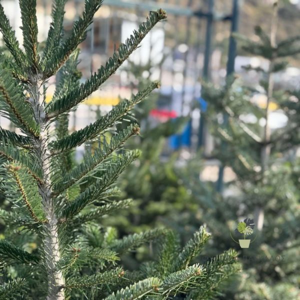 έλατο νορμανδίας abies nordmanniana χριστουγεννιάτικο δέντρο
