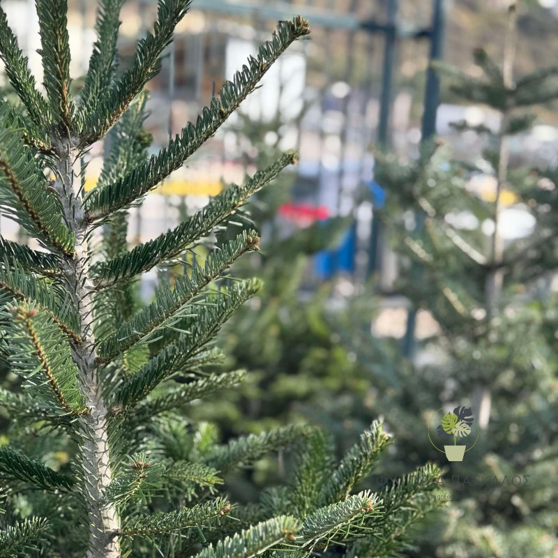 έλατο νορμανδίας abies nordmanniana χριστουγεννιάτικο δέντρο