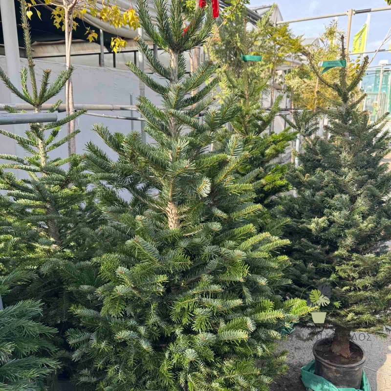 έλατο νορμανδίας abies nordmanniana χριστουγεννιάτικο δέντρο 4