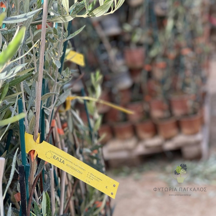 Κορωνέικη Ι 38 – Πυκνή Φύτευση Ελιάς | Πιστοποιημένα Δενδρύλλια | Φυτώρια Πάγκαλος