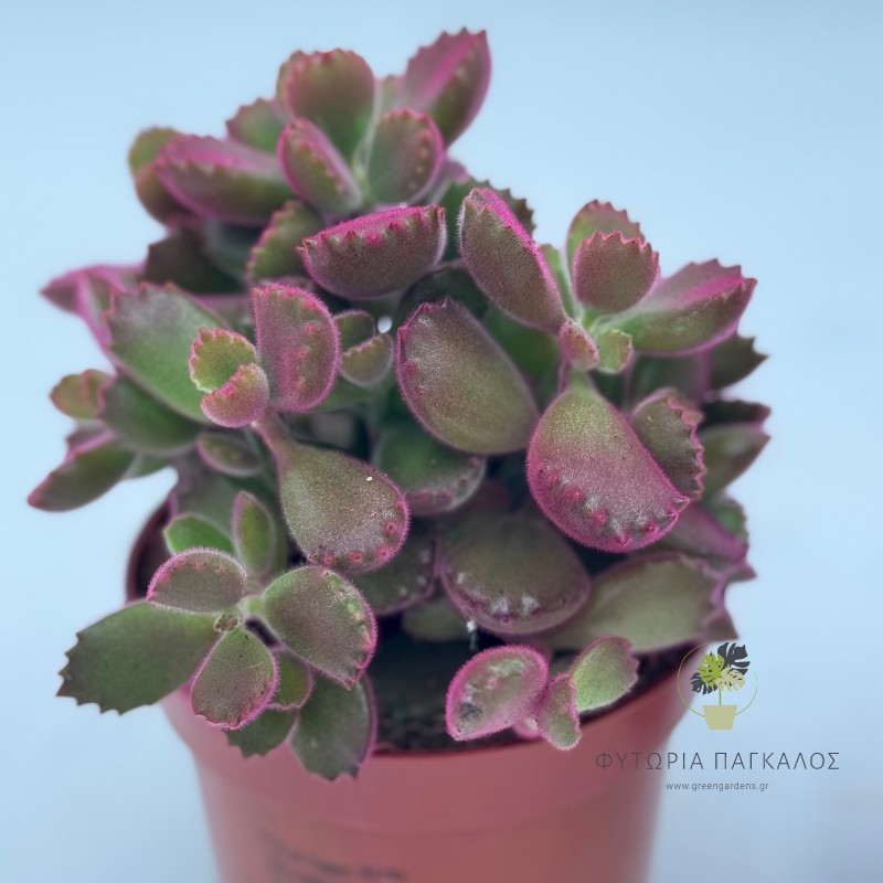 Cotyledon 3