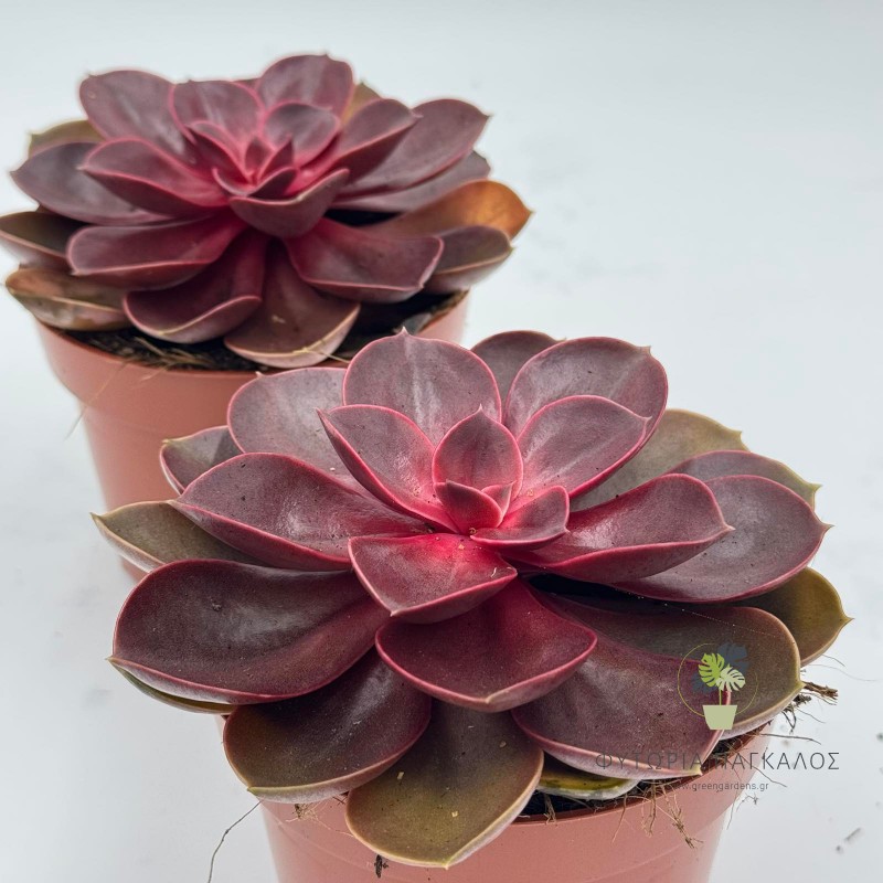 Echeveria 3