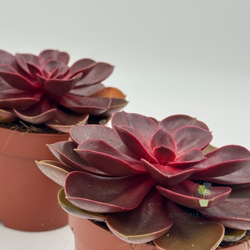 Echeveria 4