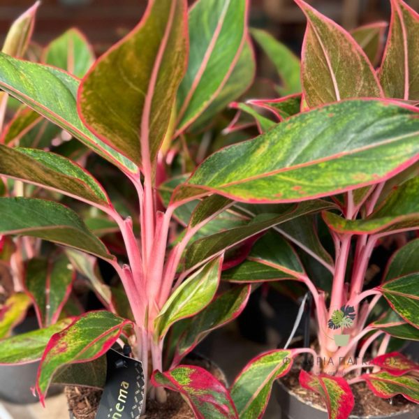 Αγλαόνημα Αγλαόνημα