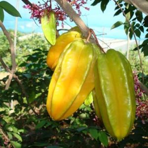 Carambolas (Φρούτο Αστέρι)