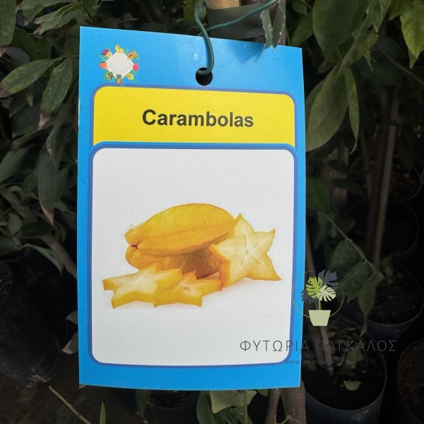 Carambolas (Φρούτο Αστέρι)