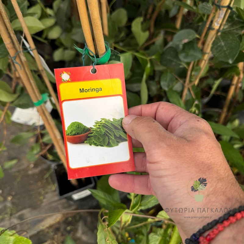 Moringa 1