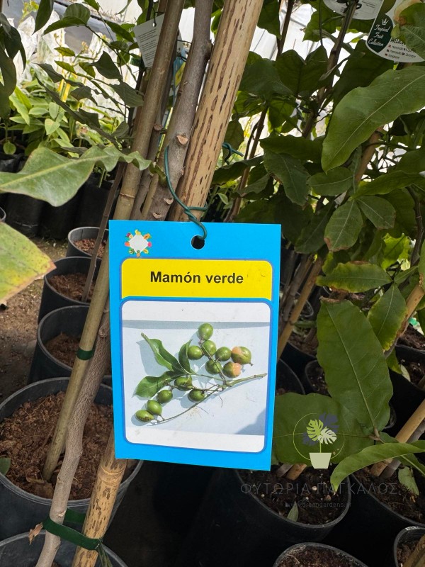mamon verde 1 mamon verde
