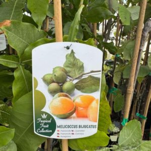 Melicoccus bijugatus