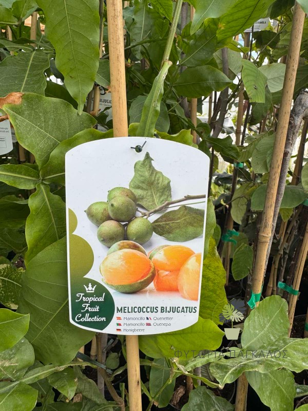 Melicoccus bijugatus