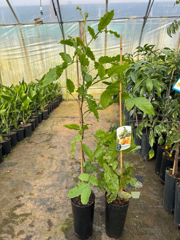 Melicoccus bijugatus