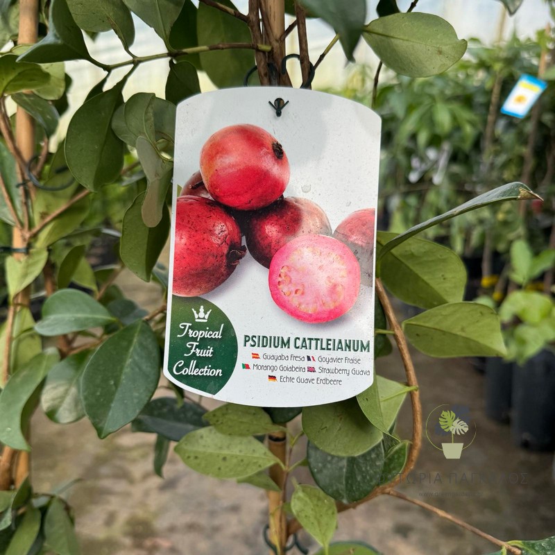 psidium cattleianum 1