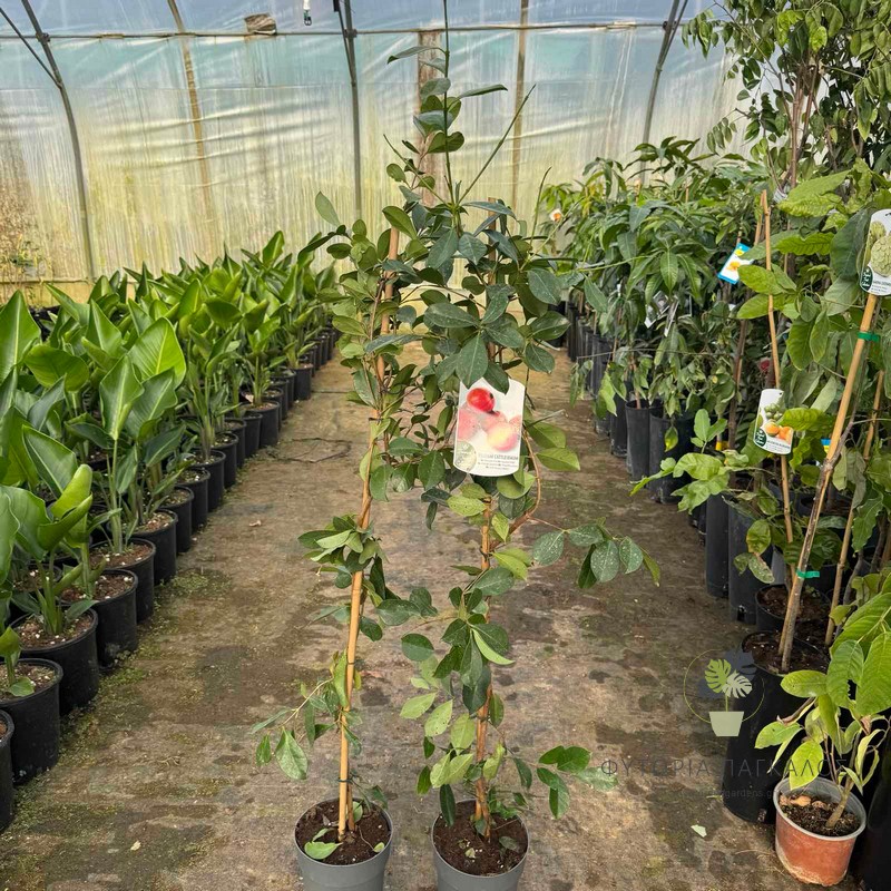 psidium cattleianum 2